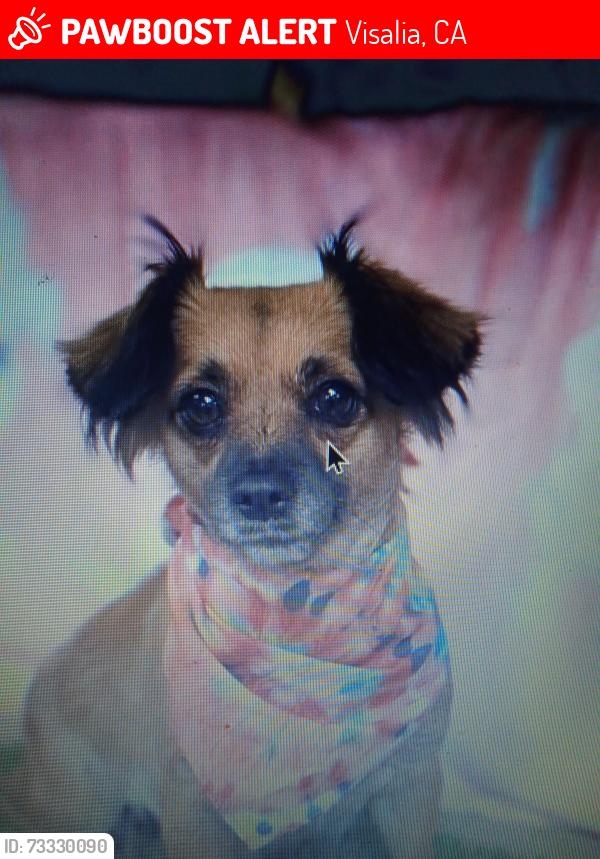 Lost Female Dog last seen Dinuba, Visalia, CA 93291