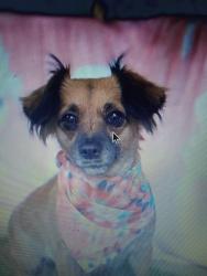 Lost Female Dog last seen Dinuba, Visalia, CA 93291