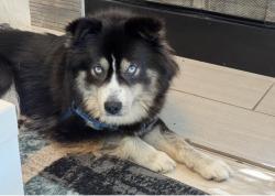 Lost Male Dog last seen Near E 25th Street Apt A, Oakland, CA 94606