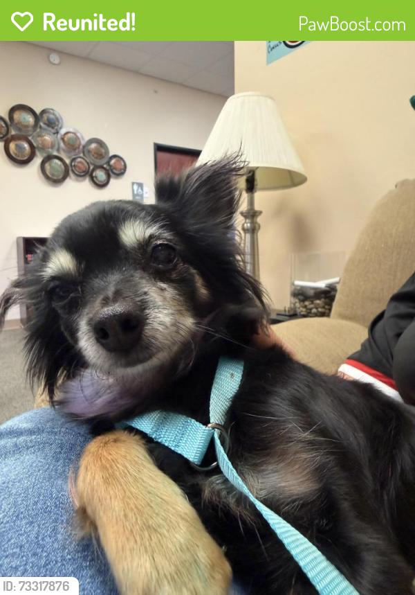 Reunited Female Dog last seen 36th and Lands End, Tucson, AZ 85713