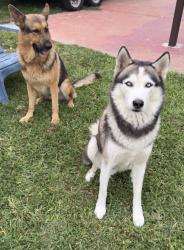Reunited Male Dog last seen hmstd, FL, USA, Homestead, FL 33030