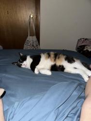 Lost Female Cat last seen Pulaski rd, Jacksonville, FL 32218