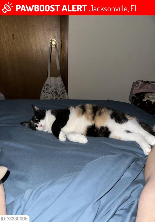 Lost Female Cat last seen Pulaski rd, Jacksonville, FL 32218