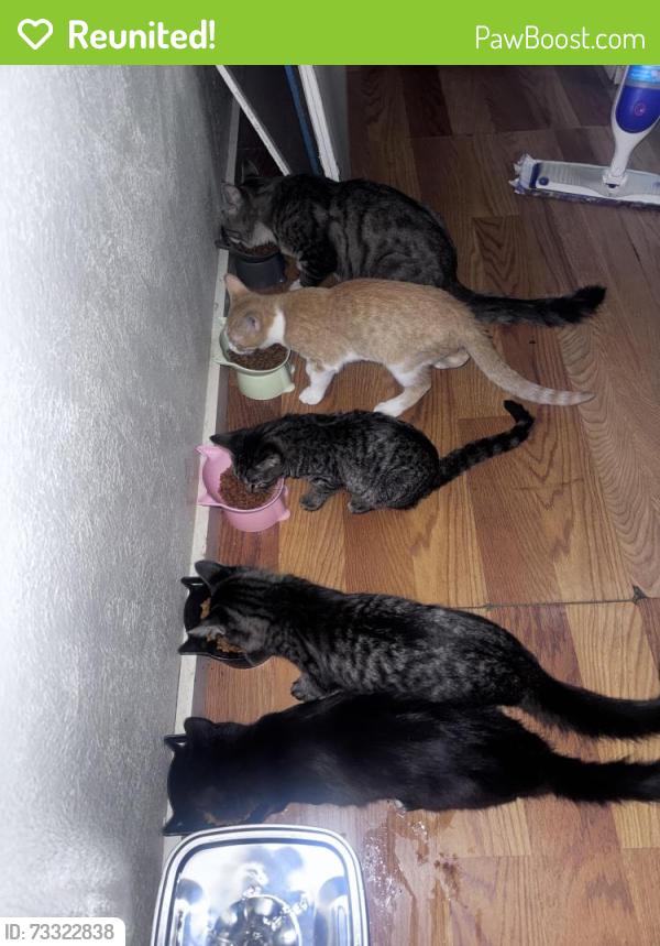 Reunited Female Cat last seen Near e garland ave, Fresno, CA 93726