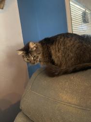 Lost Male Cat last seen E 29th st Sanford fl 32773, Sanford, FL 32773