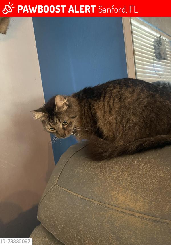 Lost Male Cat last seen E 29th st Sanford fl 32773, Sanford, FL 32773