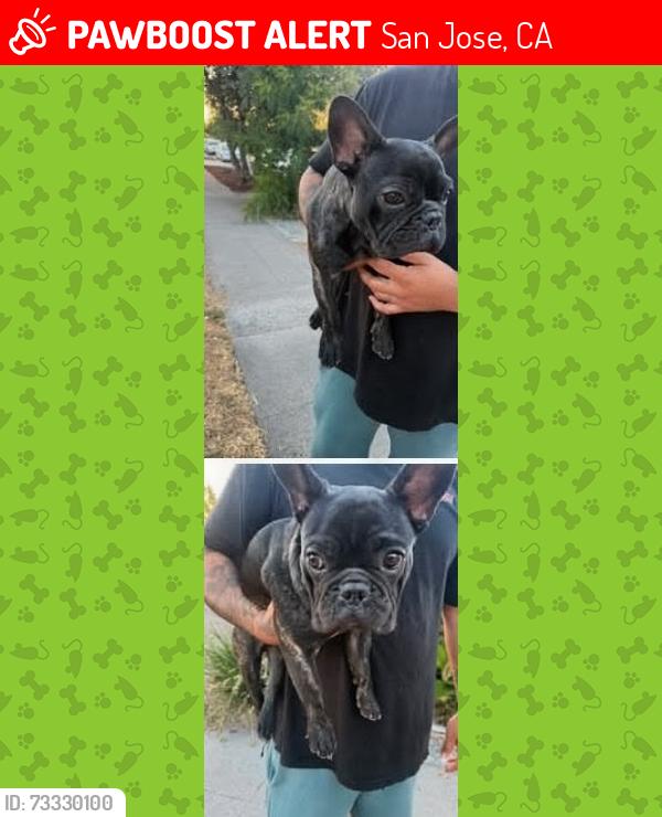 Lost Male Dog last seen Piedmont high School, San Jose, CA 95132