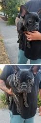 Lost Male Dog last seen Piedmont high School, San Jose, CA 95132