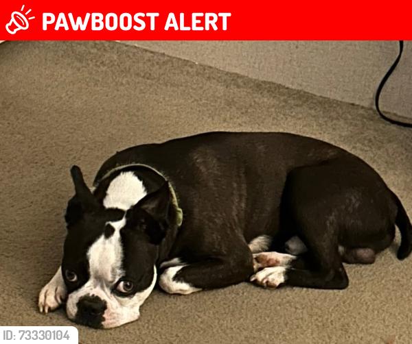 Lost Male Dog last seen Concord Baptist Church, Cherokee County, SC 29341
