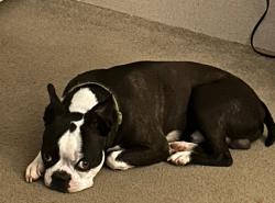 Lost Male Dog last seen Concord Baptist Church, Cherokee County, SC 29341
