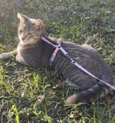 Reunited Male Cat last seen E New York Ave 44/ E Voorhis Ave/ S Hill Ave, DeLand, FL 32724