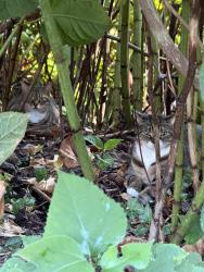 Found/Stray Unknown Cat last seen Near Carpenter Rd, Alexandria, VA 22314