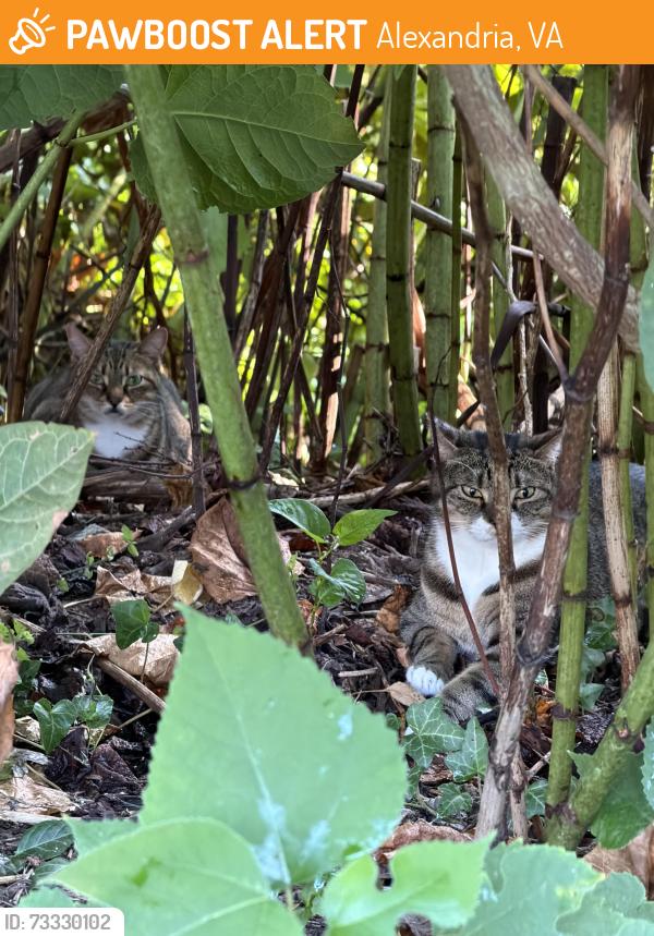 Found/Stray Unknown Cat last seen Near Carpenter Rd, Alexandria, VA 22314