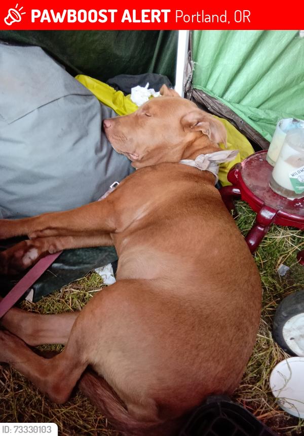 Lost Female Dog last seen 31st &hollady, Portland, OR 97232
