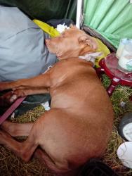 Lost Female Dog last seen 31st &hollady, Portland, OR 97232