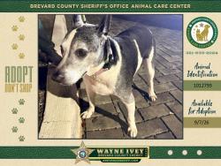 Shelter Stray Female Dog last seen FL, 5100 W Eau Gallie Blvd, Melbourne, FL 32934, USA