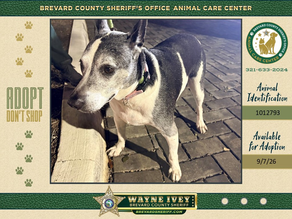 Shelter Stray Female Dog last seen FL, 5100 W Eau Gallie Blvd, Melbourne, FL 32934, USA
