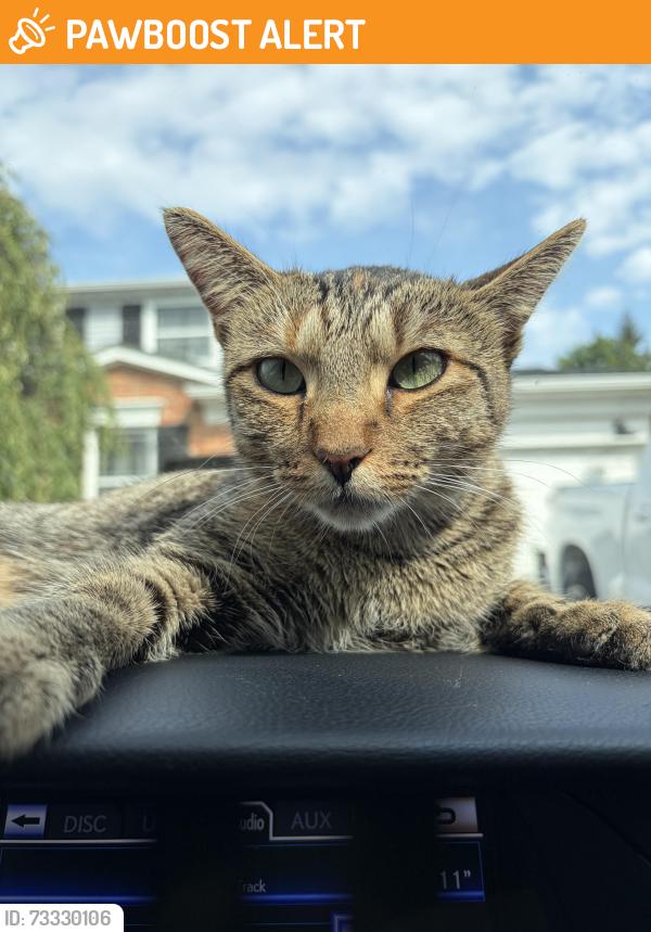 Found/Stray Female Cat last seen Near Garfield and Canal., Clinton Township, MI 48038