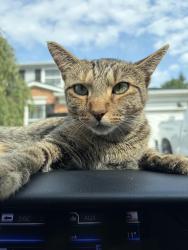 Found/Stray Female Cat last seen Near Garfield and Canal., Clinton Township, MI 48038