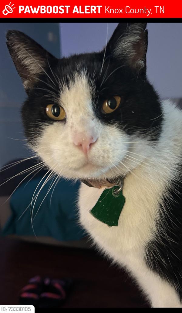 Lost Male Cat last seen E Emory Rd, Knox County, TN 37918