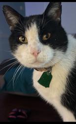 Lost Male Cat last seen E Emory Rd, Knox County, TN 37918
