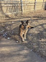 Reunited Female Dog last seen Pennsylvania and darrow, Shawnee, OK 74801