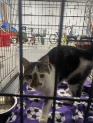 Found/Stray Unknown Cat last seen Highway 65, Ham Lake, MN 55304