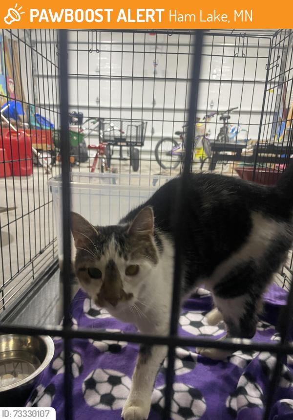 Found/Stray Unknown Cat last seen Highway 65, Ham Lake, MN 55304