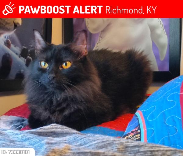 Lost Female Cat last seen Overland dr, E irvine st, lake st, Richmond, KY 40475