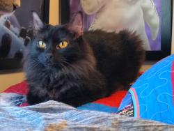 Lost Female Cat last seen Overland dr, E irvine st, lake st, Richmond, KY 40475