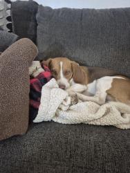 Reunited Male Dog last seen Wallace and Pennslvania, Shawnee, OK 74801