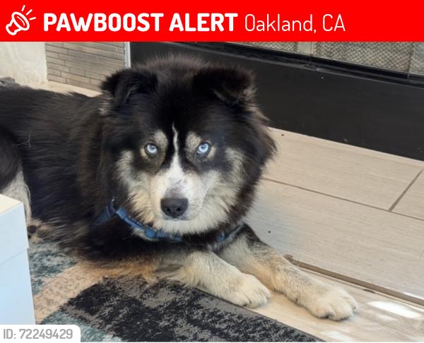 Lost Male Dog last seen Near E 25th Street Apt A, Oakland, CA 94606