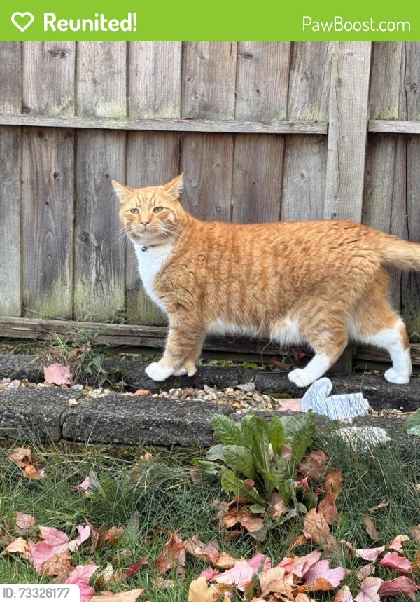 Reunited Male Cat last seen Woodside road, Brislington, England BS4 4DW