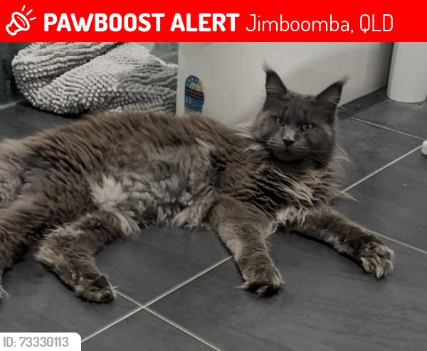Lost Male Cat last seen Corner of tamborine street and swan road, Jimboomba, QLD 4280