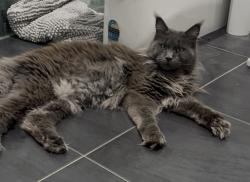 Lost Male Cat last seen Corner of tamborine street and swan road, Jimboomba, QLD 4280