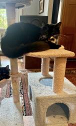 Lost Female Cat last seen Danforth and Bryant, Edmond, OK 73034