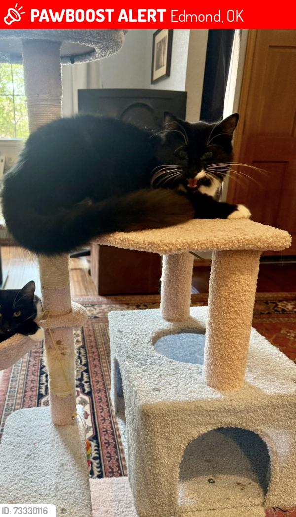Lost Female Cat last seen Danforth and Bryant, Edmond, OK 73034