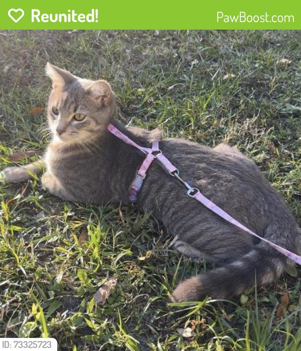 Reunited Male Cat last seen E New York Ave 44/ E Voorhis Ave/ S Hill Ave, DeLand, FL 32724
