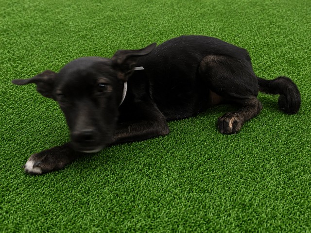 Shelter Stray Male Dog last seen , 38550 Sierra Hwy, Palmdale, CA 93550, USA