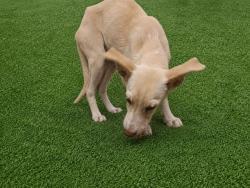 Shelter Stray Female Dog last seen , 38550 Sierra Hwy, Palmdale, CA 93550, USA