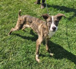 Shelter Stray Male Dog last seen Near BLOCK W GAULBERT AVE, 3528 Newburg Rd, Louisville, KY 40218, USA
