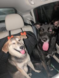 Found/Stray Unknown Dog last seen Near Liberty Ln, Seminole, FL 33772, Seminole, FL 33772