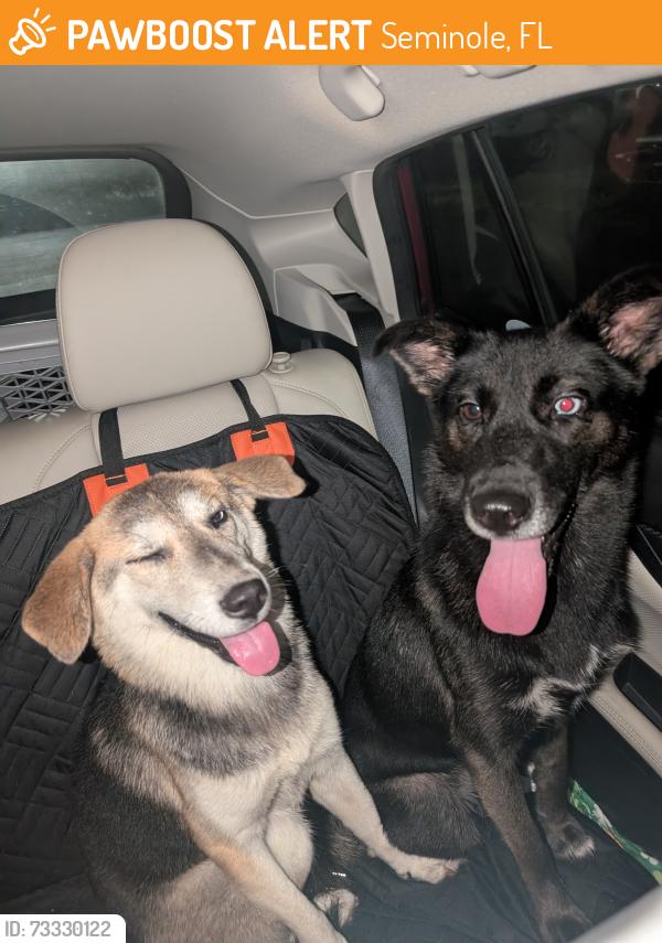Found/Stray Unknown Dog last seen Near Liberty Ln, Seminole, FL 33772, Seminole, FL 33772