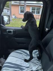 Found/Stray Male Dog last seen South C Street, Lake Worth Beach, FL 33460