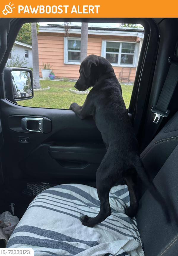 Found/Stray Male Dog last seen South C Street, Lake Worth Beach, FL 33460