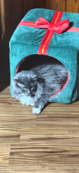 Lost Female Cat last seen Near francis st, Valley, AL 36854