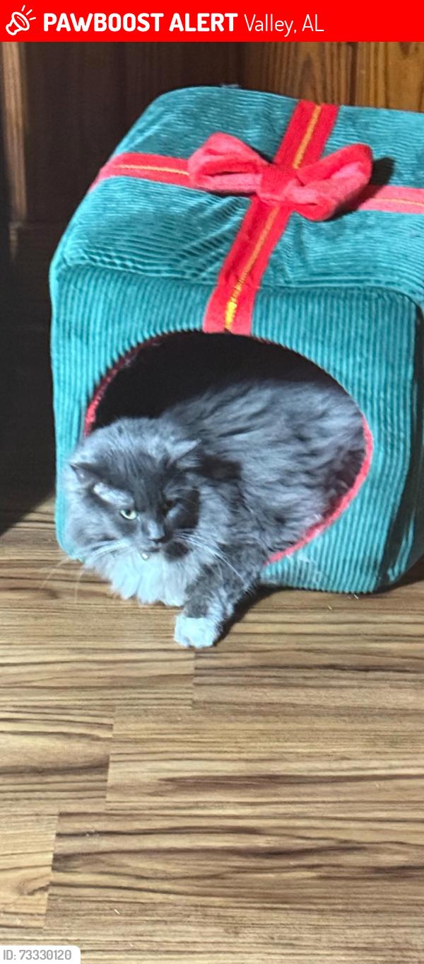 Lost Female Cat last seen Near francis st, Valley, AL 36854