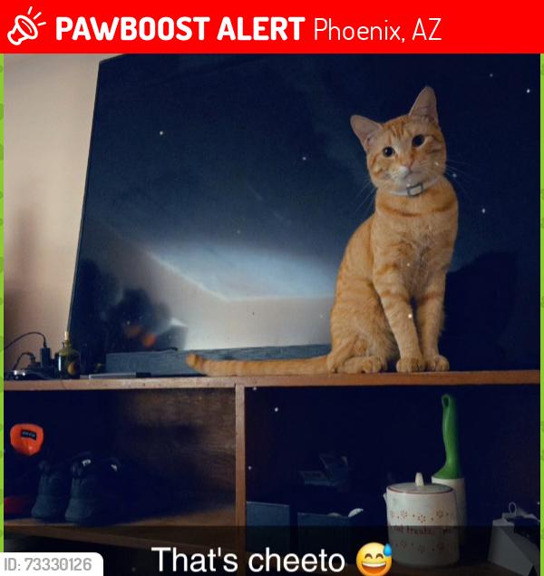 Lost Male Cat last seen 35th ave and roeser, Phoenix, AZ 85041