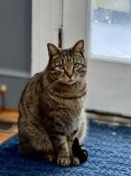 Lost Male Cat last seen Manakin road, Manakin-Sabot, VA 23103