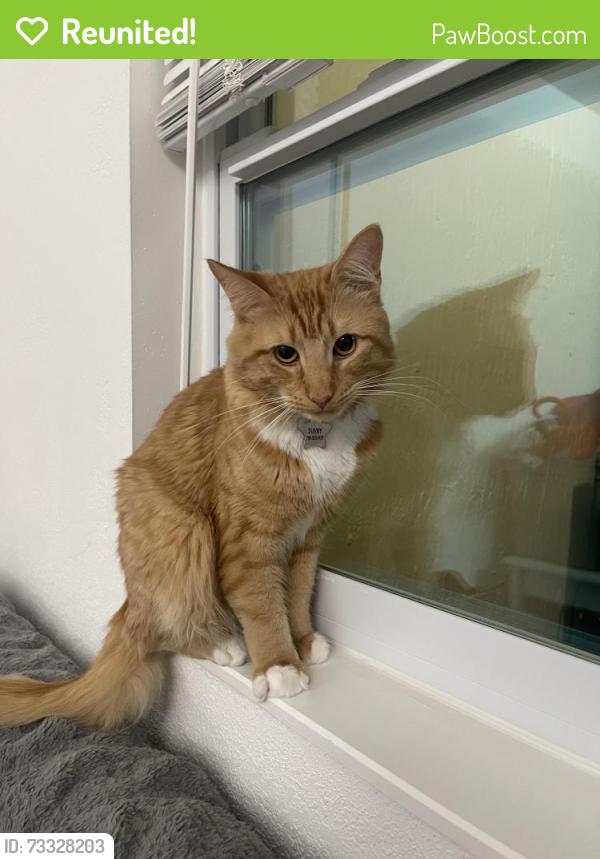Reunited Male Cat last seen NE 108th St. and 2nd Ave., Miami-Dade County, FL 33161